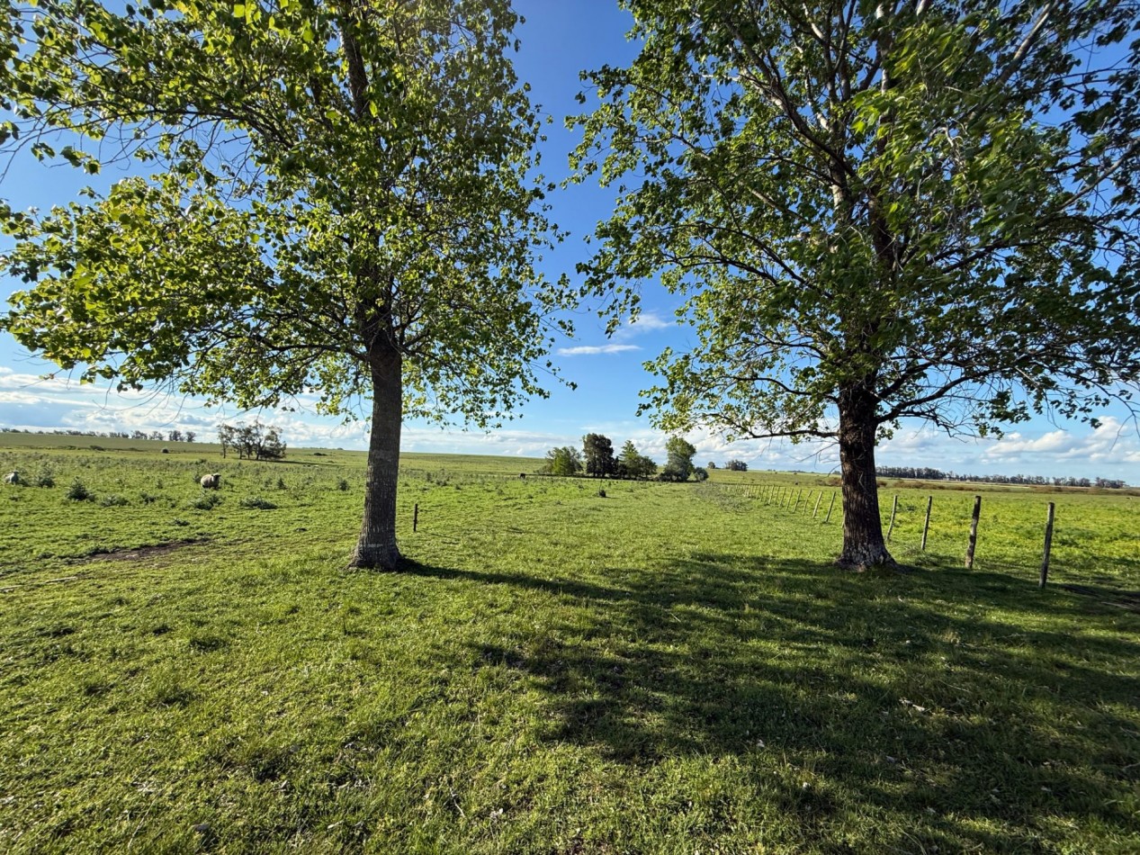 Campo en venta Perdices Ruta 14 Km. 31,5